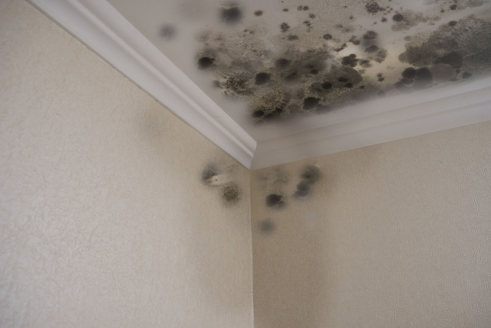 What are the Stages of Mold Damage in a House? - Nationwide Restorations